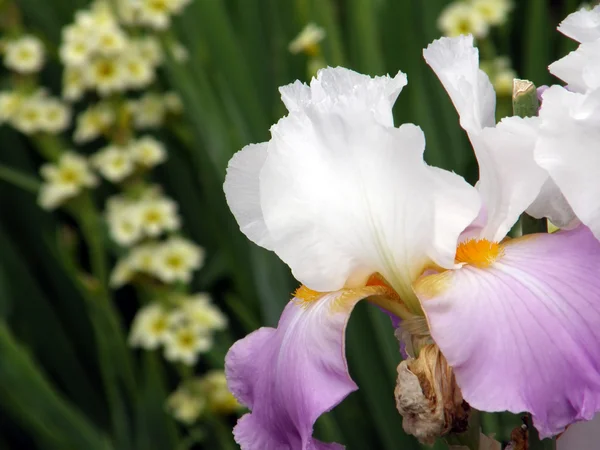 Fleur d'iris — Photo