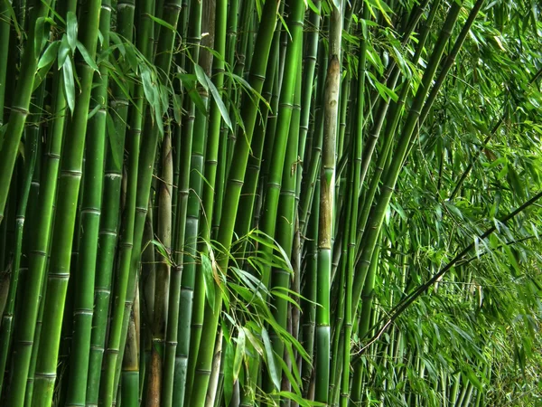 stock image Bamboo grove.