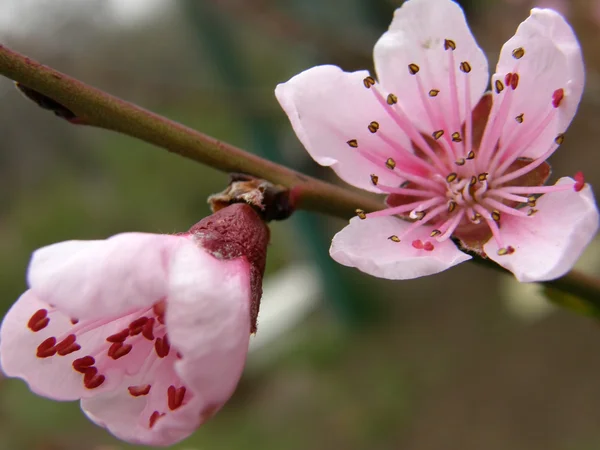 Blommor på en persika — Stockfoto