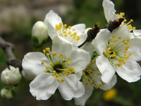 Virágok-szilva — Stock Fotó