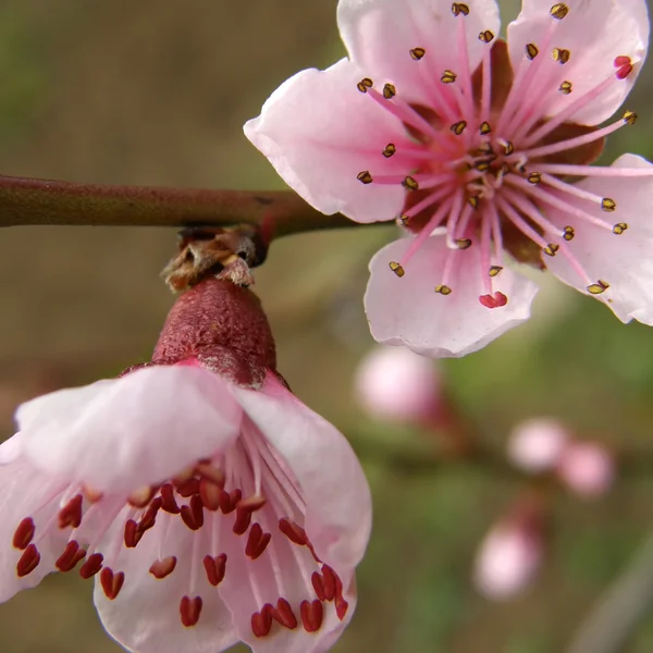 Květy broskve — Stock fotografie