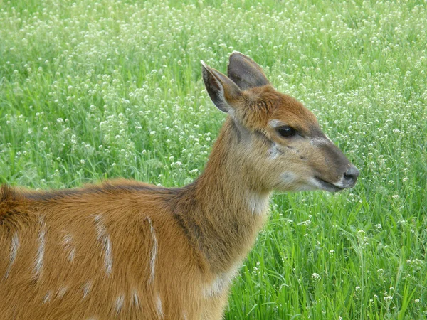 Marsh deer — Stock Photo, Image