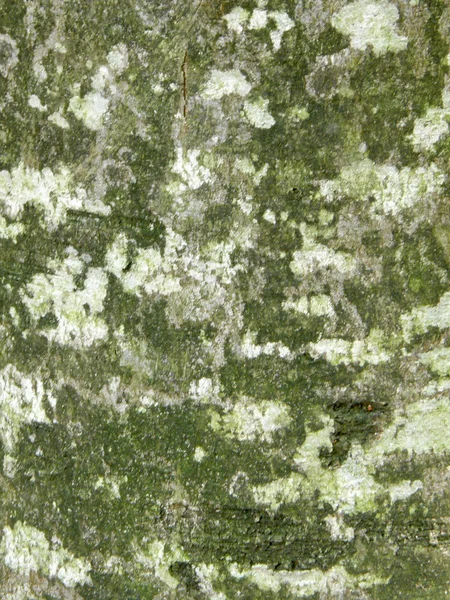 Old tree — Stock Photo, Image