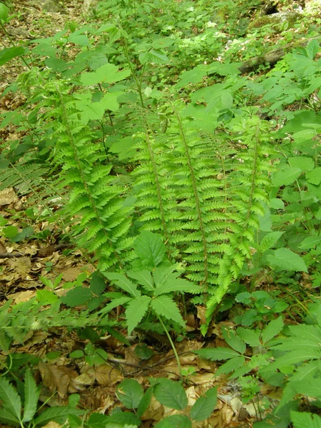 stock image Leaves fern.