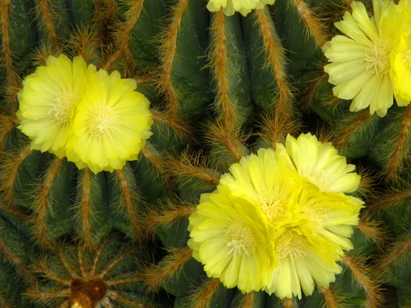 stock image Flowers of a cactus