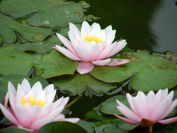 stock image Water lily