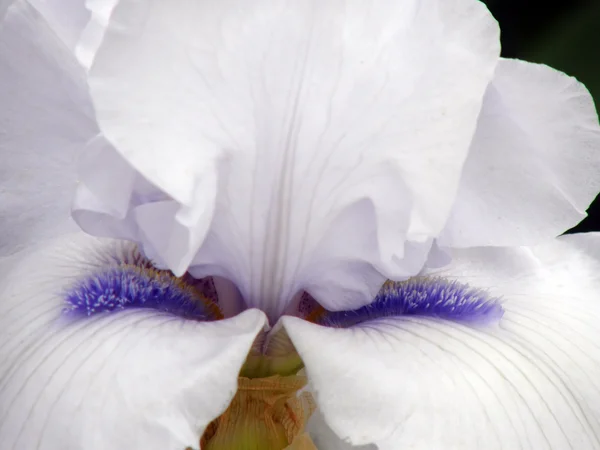 Květina duhovky — Stock fotografie