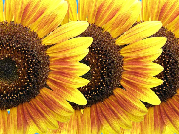 stock image Flowers of sunflower
