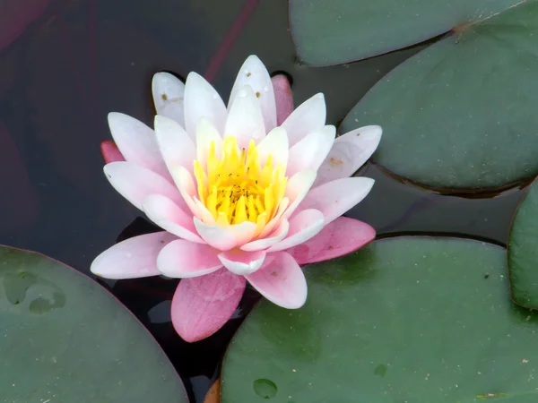 Water lily Royalty Free Stock Images