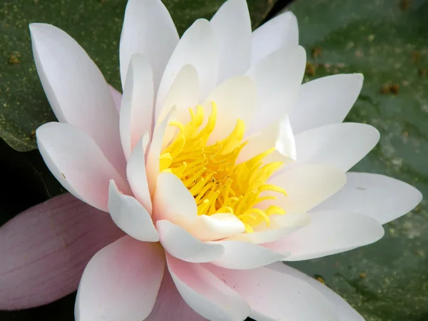 Water lily Stock Image