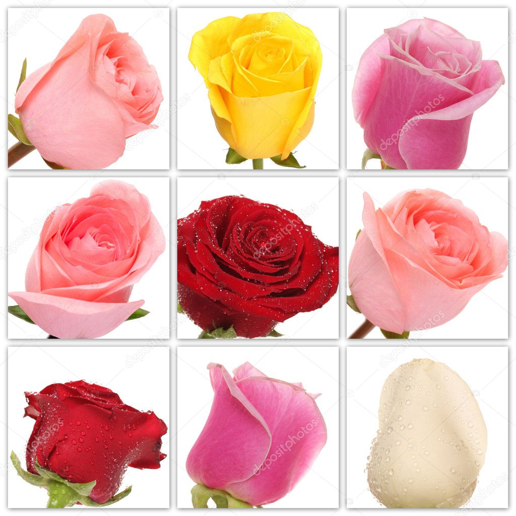 Collage of roses from nine photos