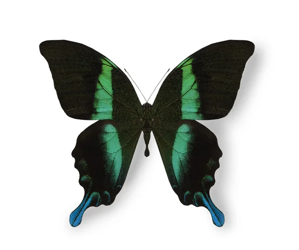 Μαύρο και μπλε πεταλούδα που απομονώνονται σε λευκό — Φωτογραφία Αρχείου