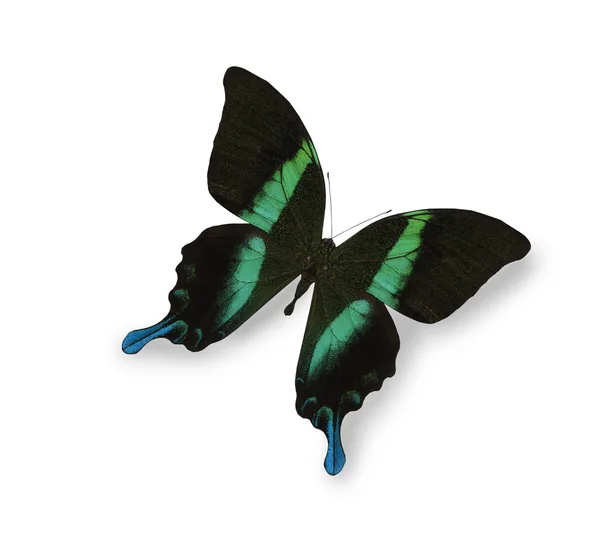 Mariposa negra y azul aislada en blanco —  Fotos de Stock