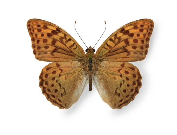 Λεοπάρδαλη κίτρινο πεταλούδα απομονωθεί σε λευκό — Φωτογραφία Αρχείου