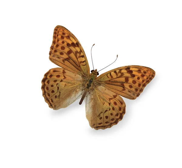 Beyaz izole sarı leopar kelebek — Stok fotoğraf