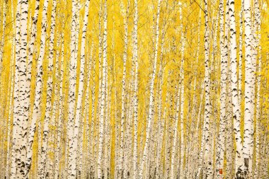 Autumn birch forest clipart