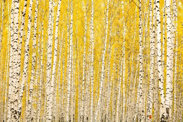 Sonbahar huş ağacı orman — Stok fotoğraf