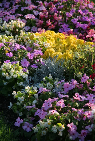 Flowerbed. — Stock Photo, Image