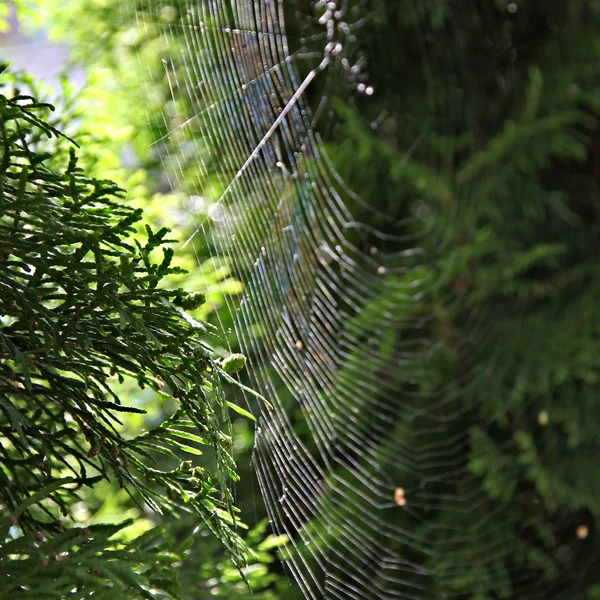 Örümcek ağı. — Stok fotoğraf