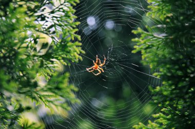 Garden spider (Araneus diadematus). clipart