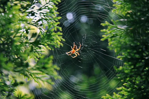 Garden spider (Araneus diadematus). — Stock Photo, Image