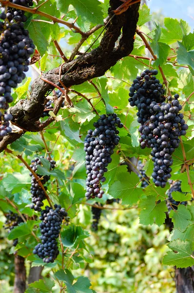 Bunches of black grapes with green leaves, vertical view — Stock Photo, Image