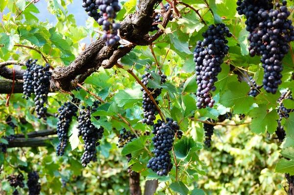Des grappes de raisins noirs aux feuilles vertes — Photo
