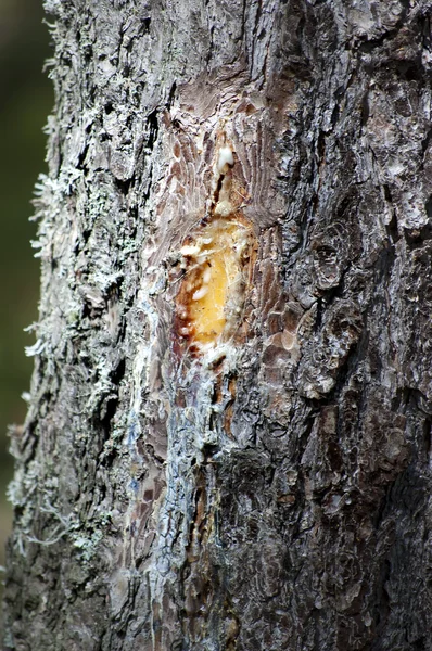 Resina em um córtex de pinheiro — Fotografia de Stock