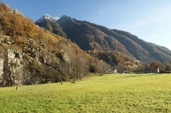 Autumn alpine pasture landscape — Stock Photo, Image