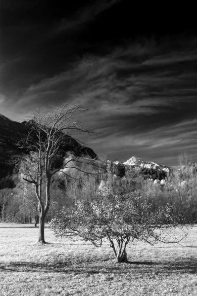 Árboles en la montaña en infrarrojos b — Foto de Stock