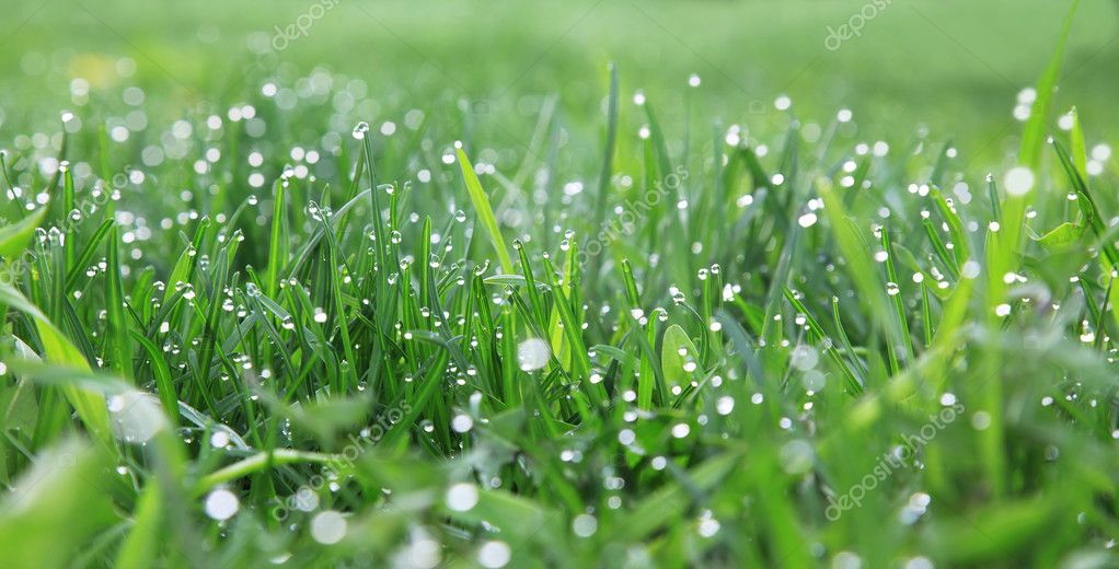 Dew on the grass — Stock Photo © spopov #7004014