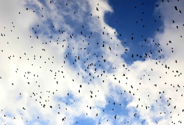 Large flock of birds — Stock Photo, Image