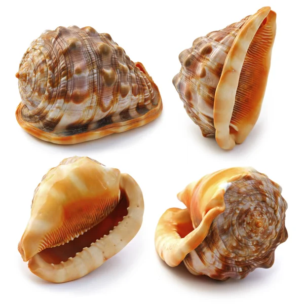 Set of sea shell — Stock Photo, Image