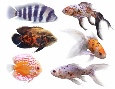 Aquarium fish clipart