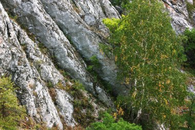 Blöf özgeçmişlerine huş ağacı