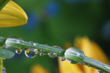 Dew on stem
