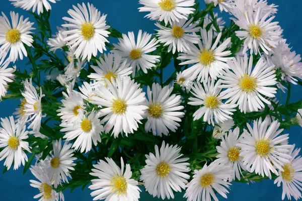 Білі квіти — стокове фото