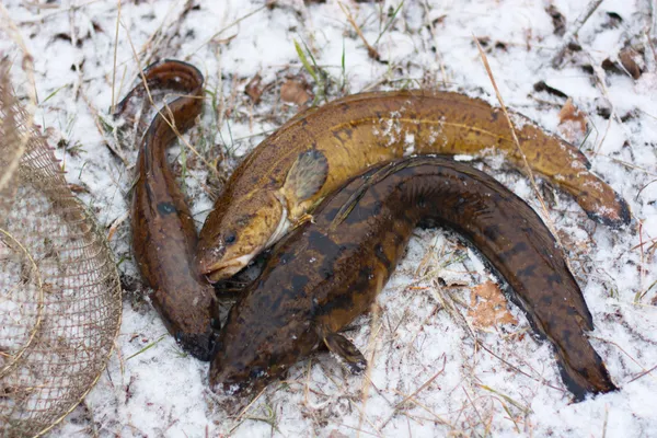 Stock image Fishing on burbot