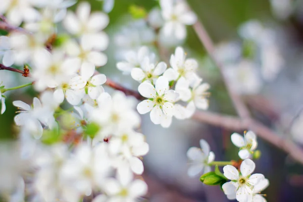 Blommor sherry — Stockfoto