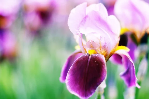 Iris on blur background — Stock Photo, Image