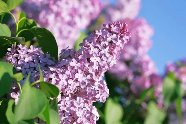 Lilac on blur background — Stock Photo, Image