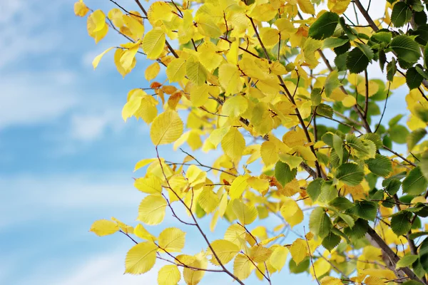 Осенний вяз — стоковое фото