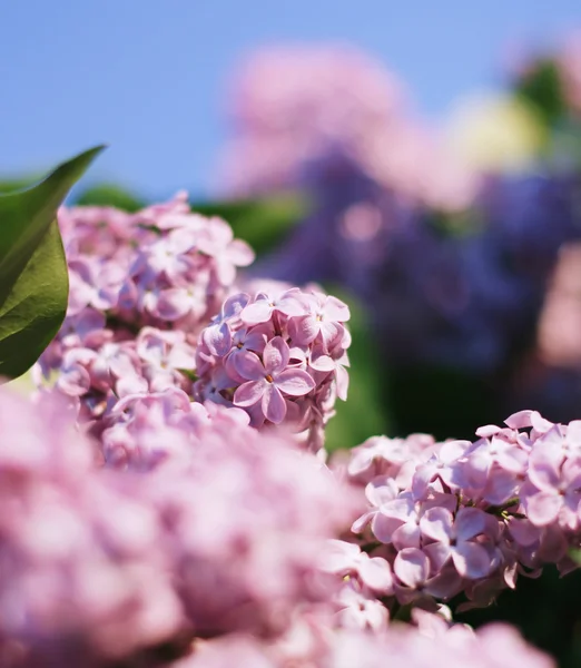 Lilac on blur background — Stock Photo, Image