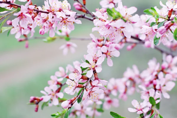 A tavaszi virágok — Stock Fotó