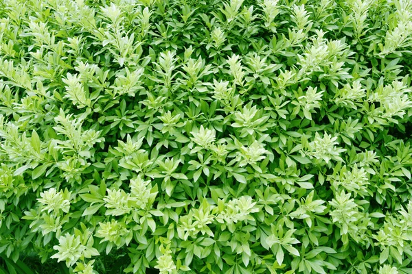 Plant background — Stock Photo, Image