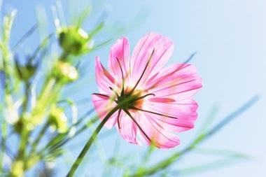 Cosmos in sunshines clipart