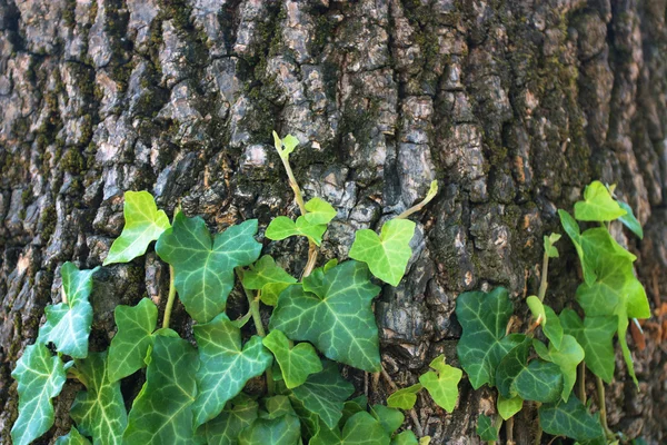 Ivy on old tree background — Stock Photo, Image