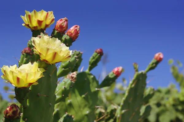 stock image Cactus flower