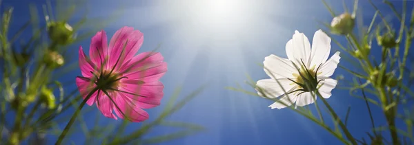 Blommor i sunshines — Stockfoto