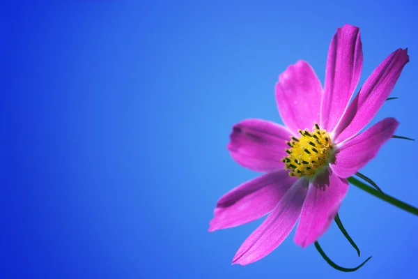 stock image Flower in sunshines